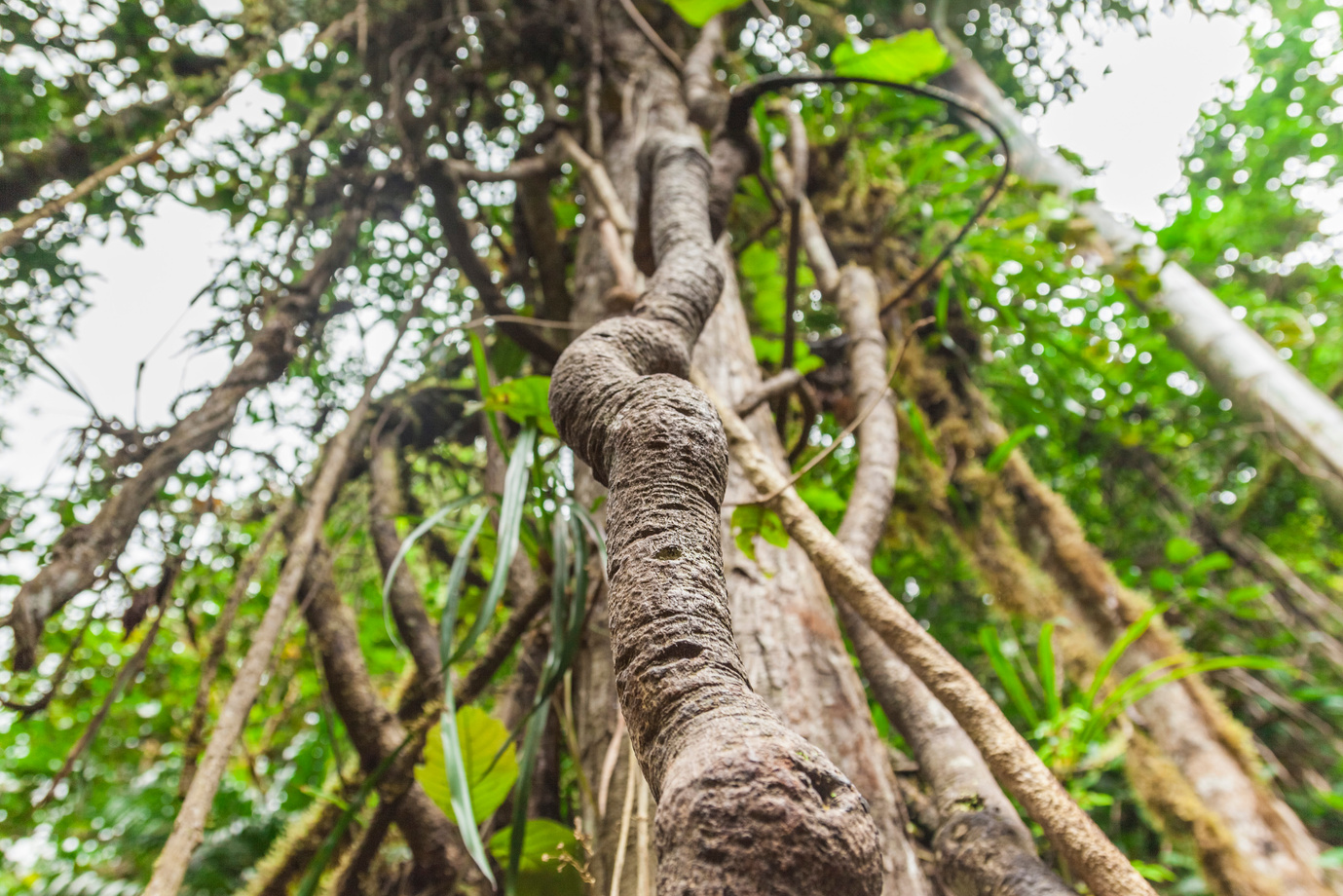 Ayahuasca - a medicinal plant in South America