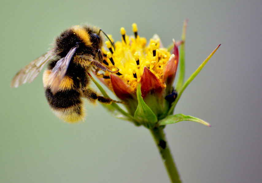 Bee Pollinating