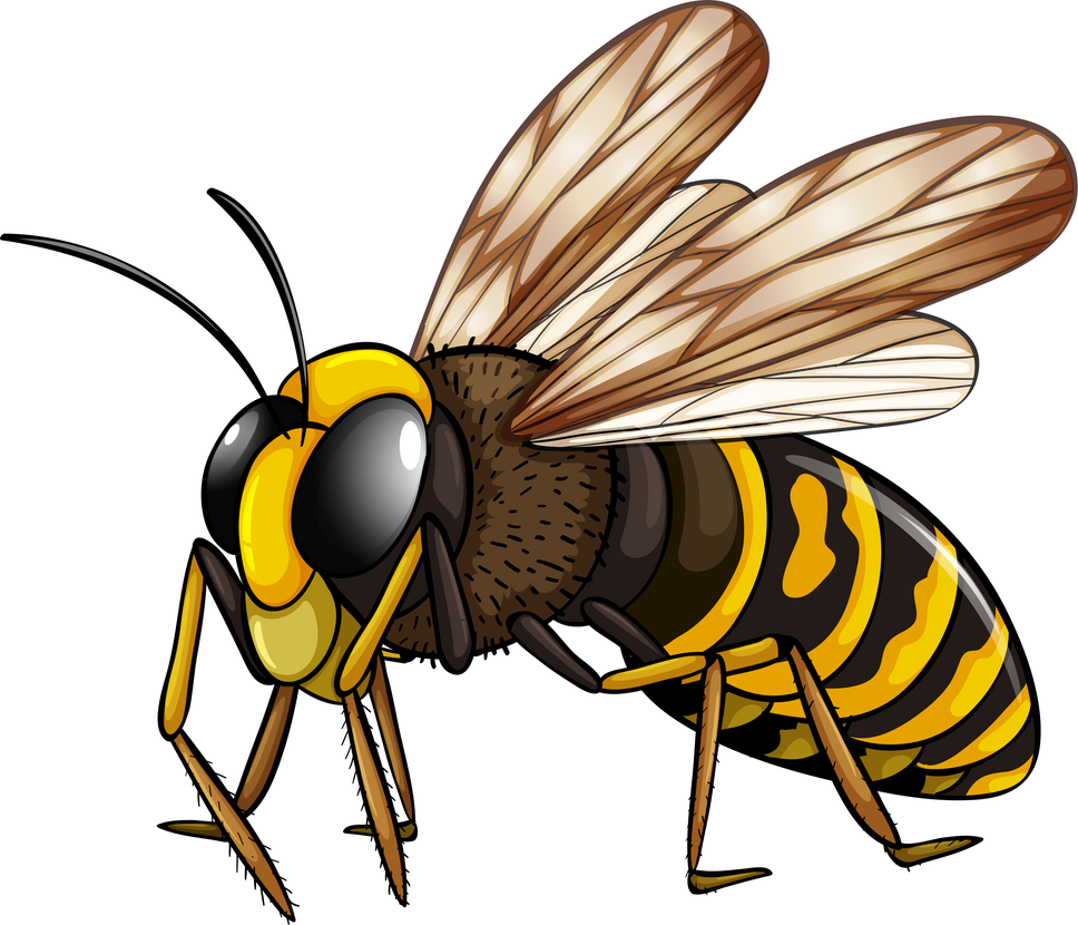 Wasp Insect Illustration