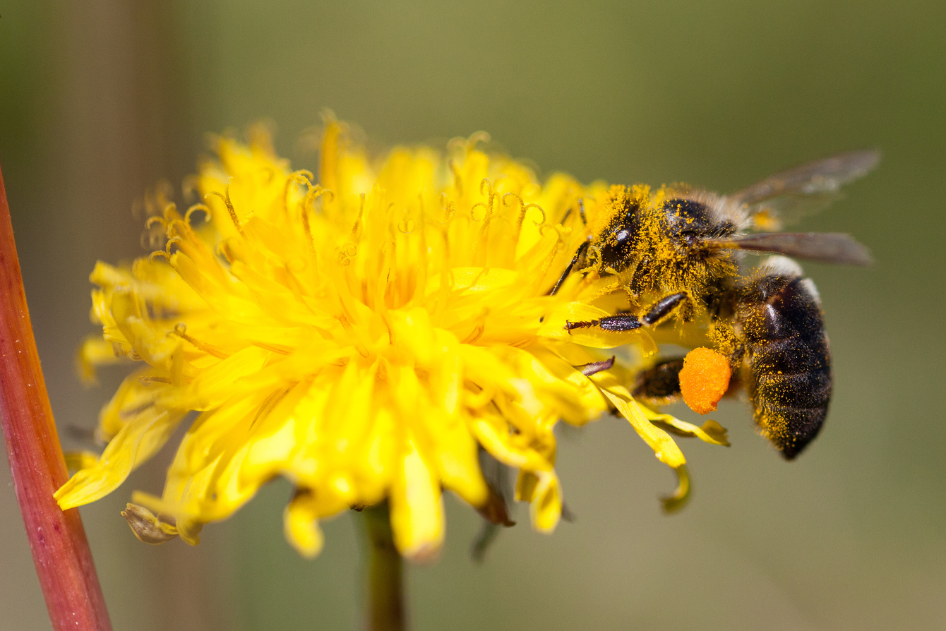 pollinating