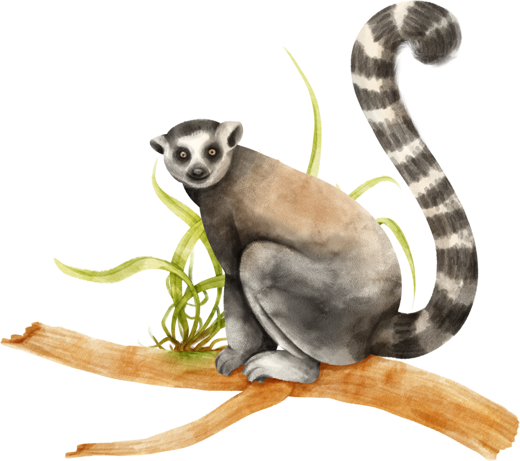 Lemur Madagascar animal on tree Watercolor illustration